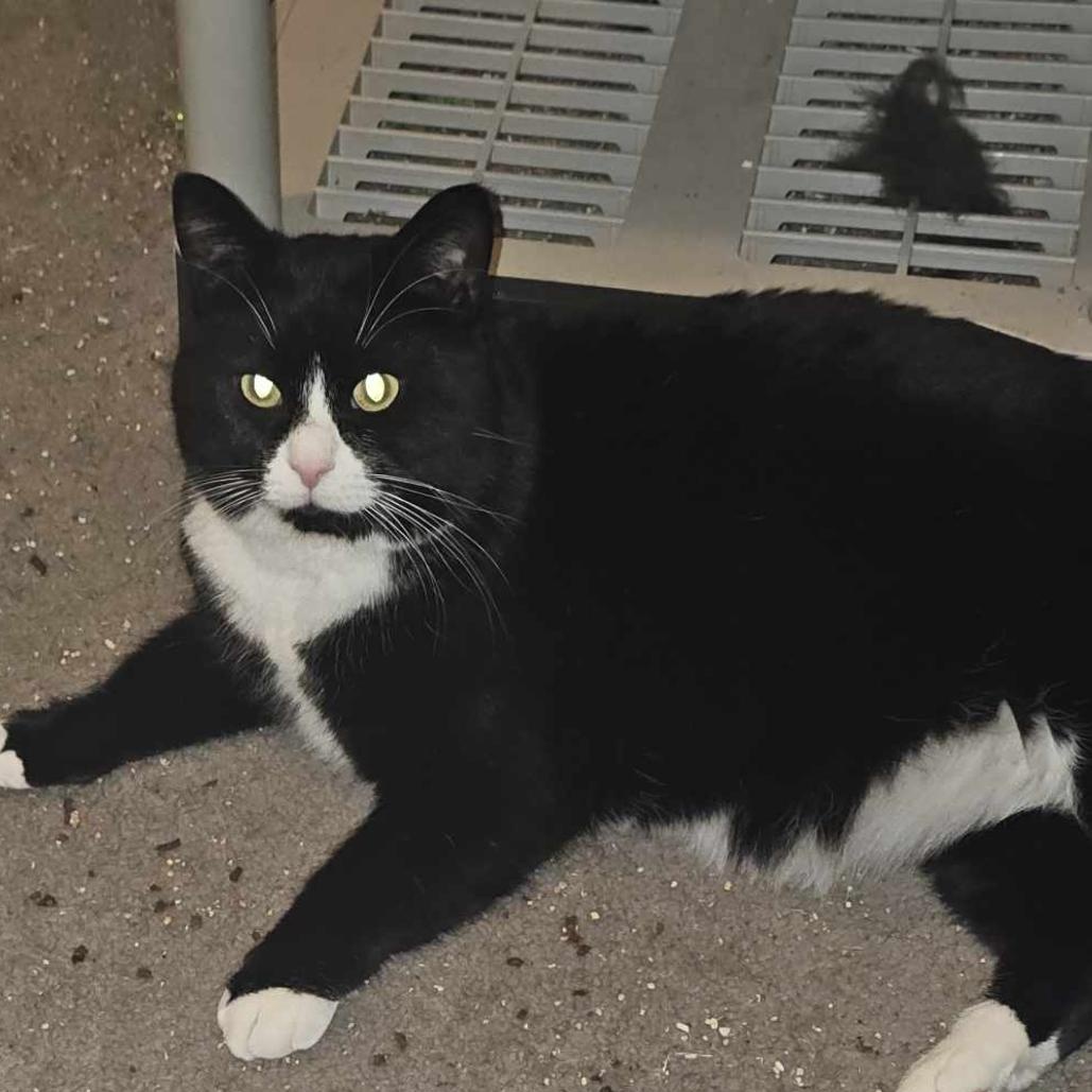 Enlarge Felix, an adopted mixed breed in Silverton, OR image 2/5