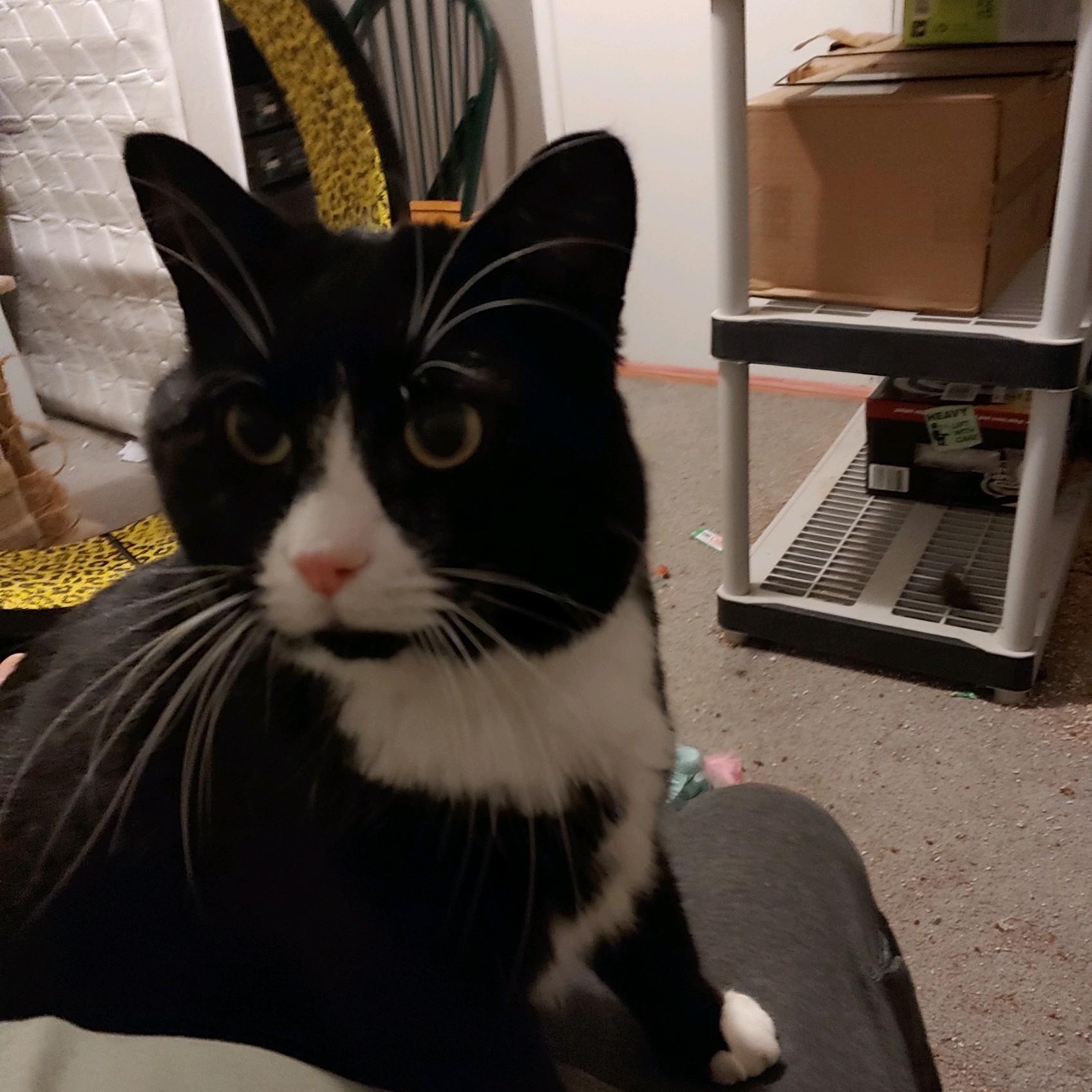 Felix, adopted, Adult Male Domestic Short Hair.