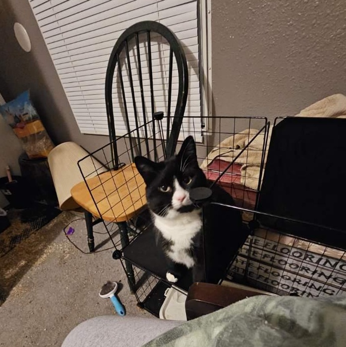 Enlarge Felix, an adopted mixed breed in Silverton, OR image 4/5