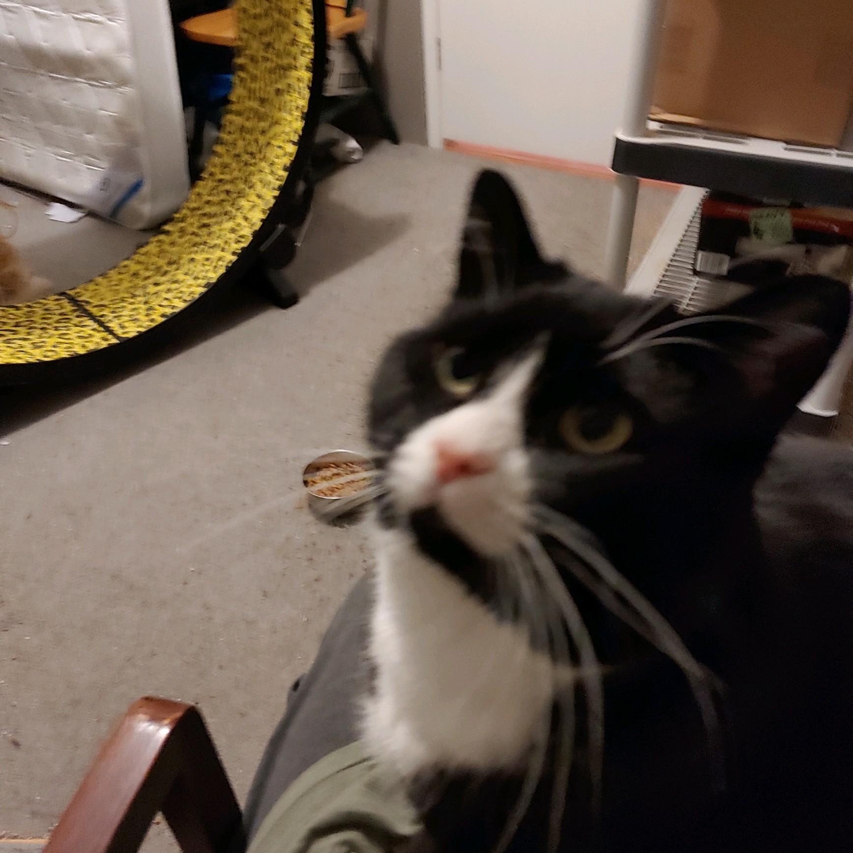 Enlarge Felix, an adopted mixed breed in Silverton, OR image 5/5