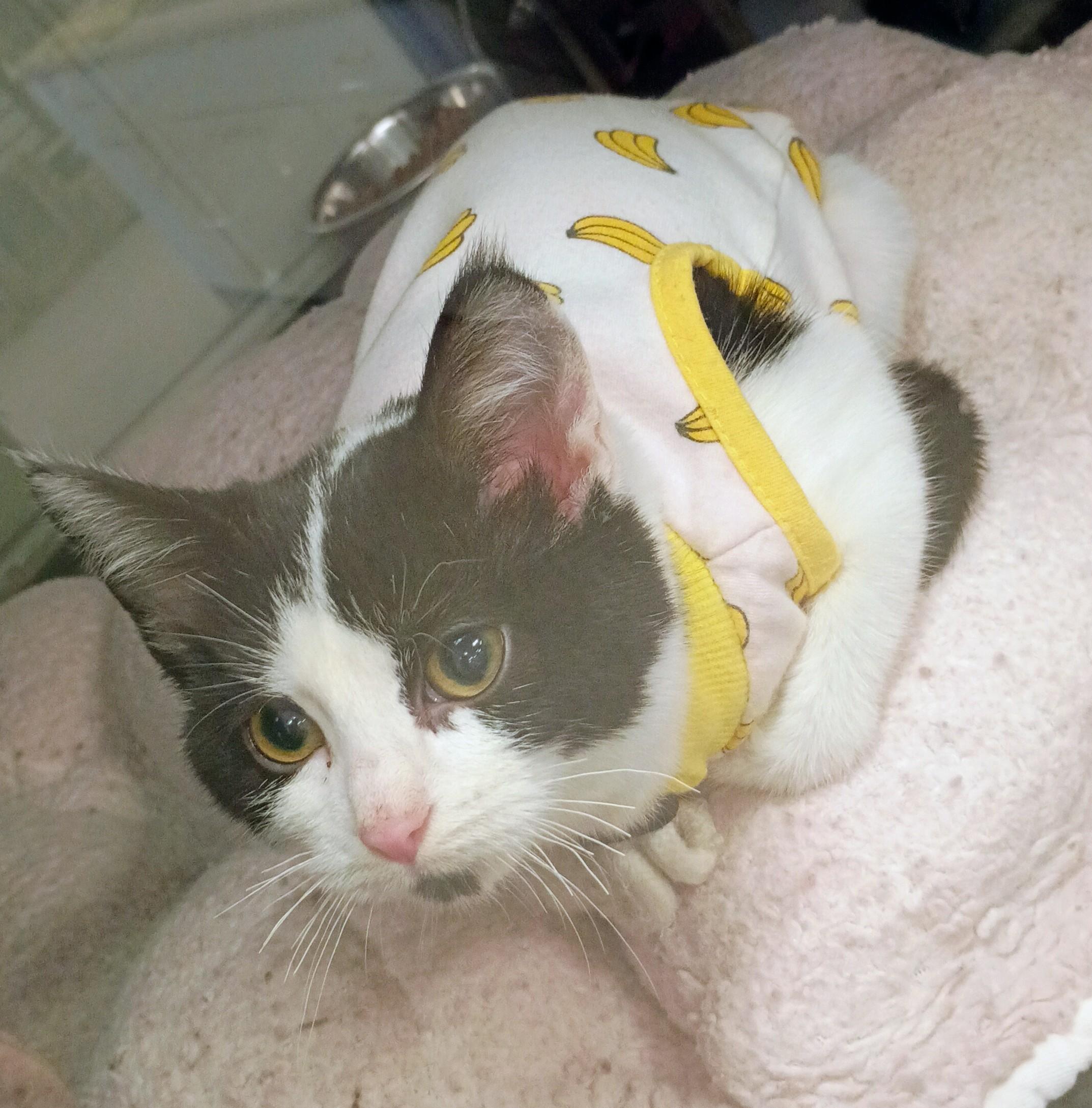 Rory, an adoptable Domestic Short Hair in Kearney, NE, 68845 | Photo Image 1