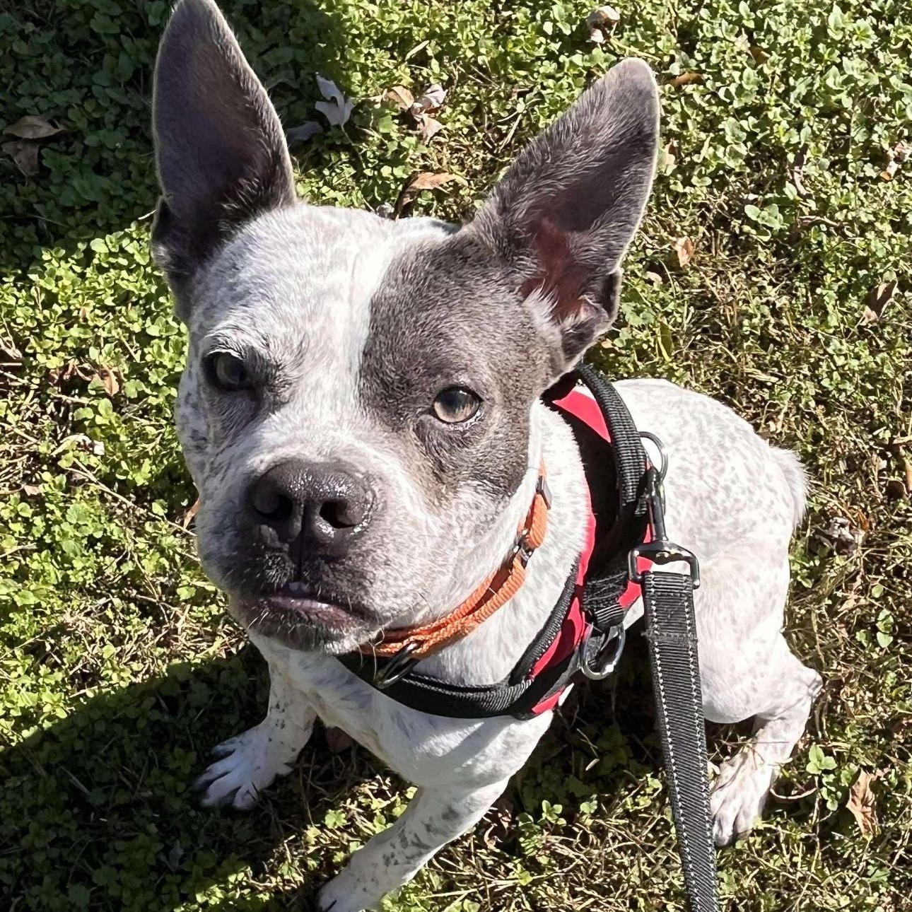 Enlarge 1681 Corky, a Adoptable mixed breed in Springfield, MO image 4/5