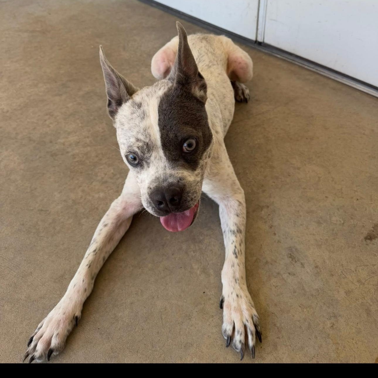 Enlarge 1681 Corky, a Adoptable mixed breed in Springfield, MO image 2/5