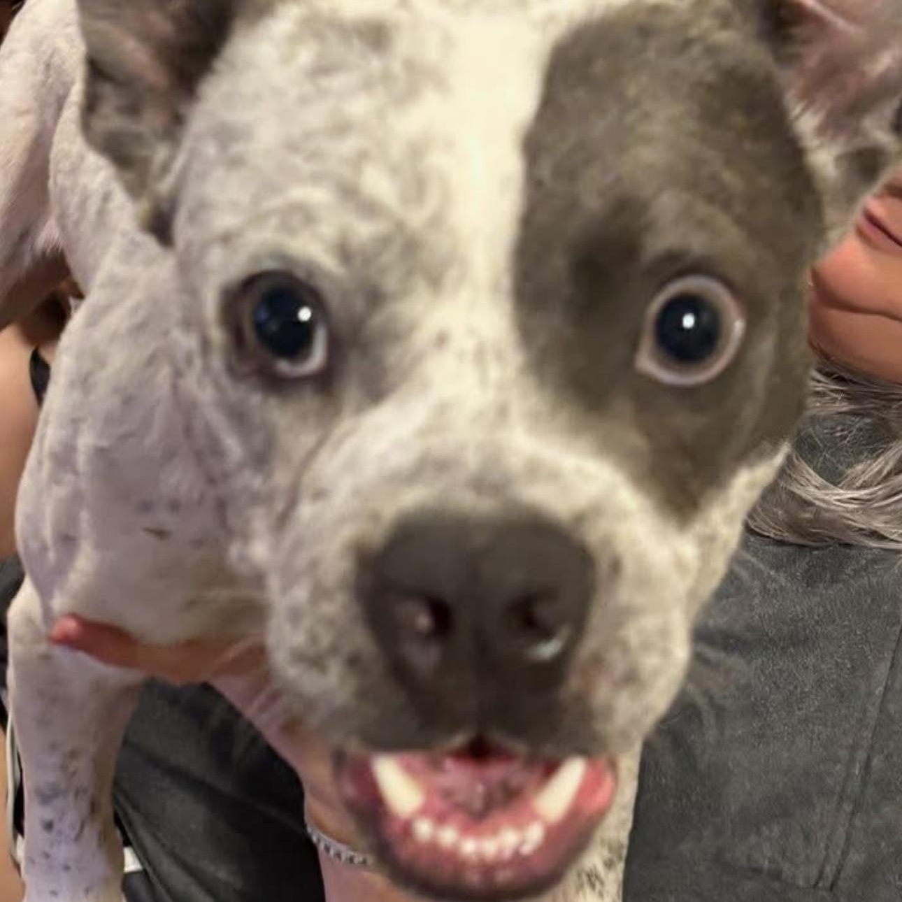 Enlarge 1681 Corky, a Adoptable mixed breed in Springfield, MO image 3/5