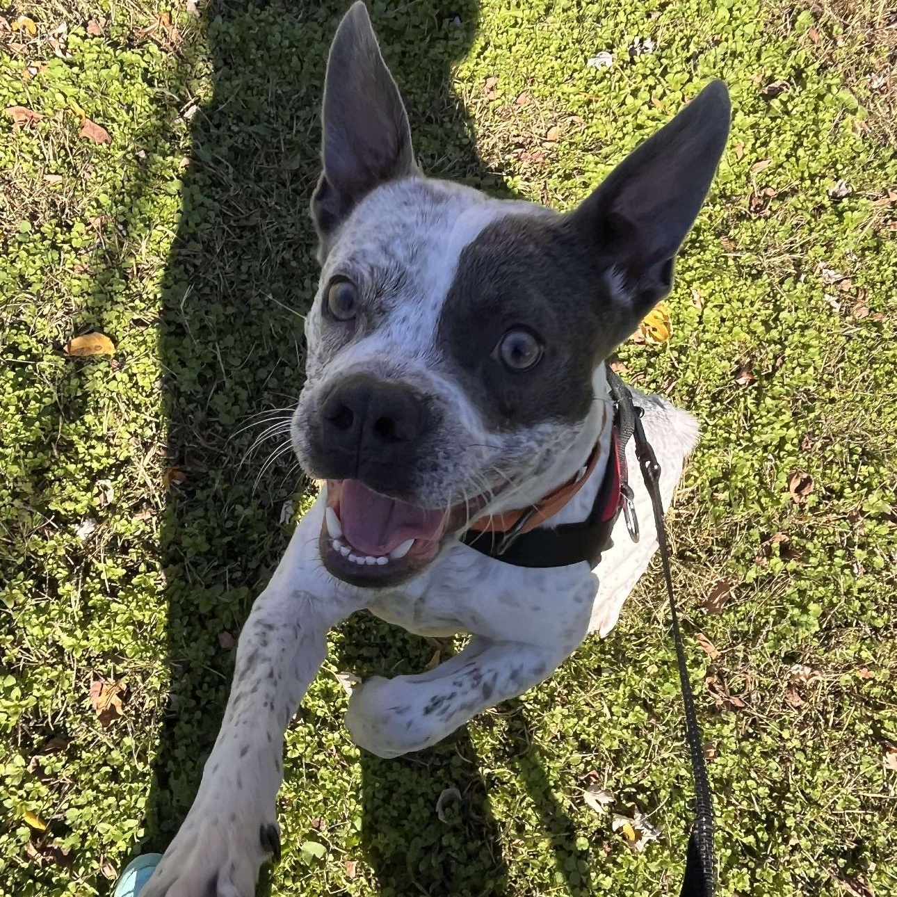 1681 Corky, Adoptable, Adult Male Boston Terrier & Australian Cattle Dog / Blue Heeler.
