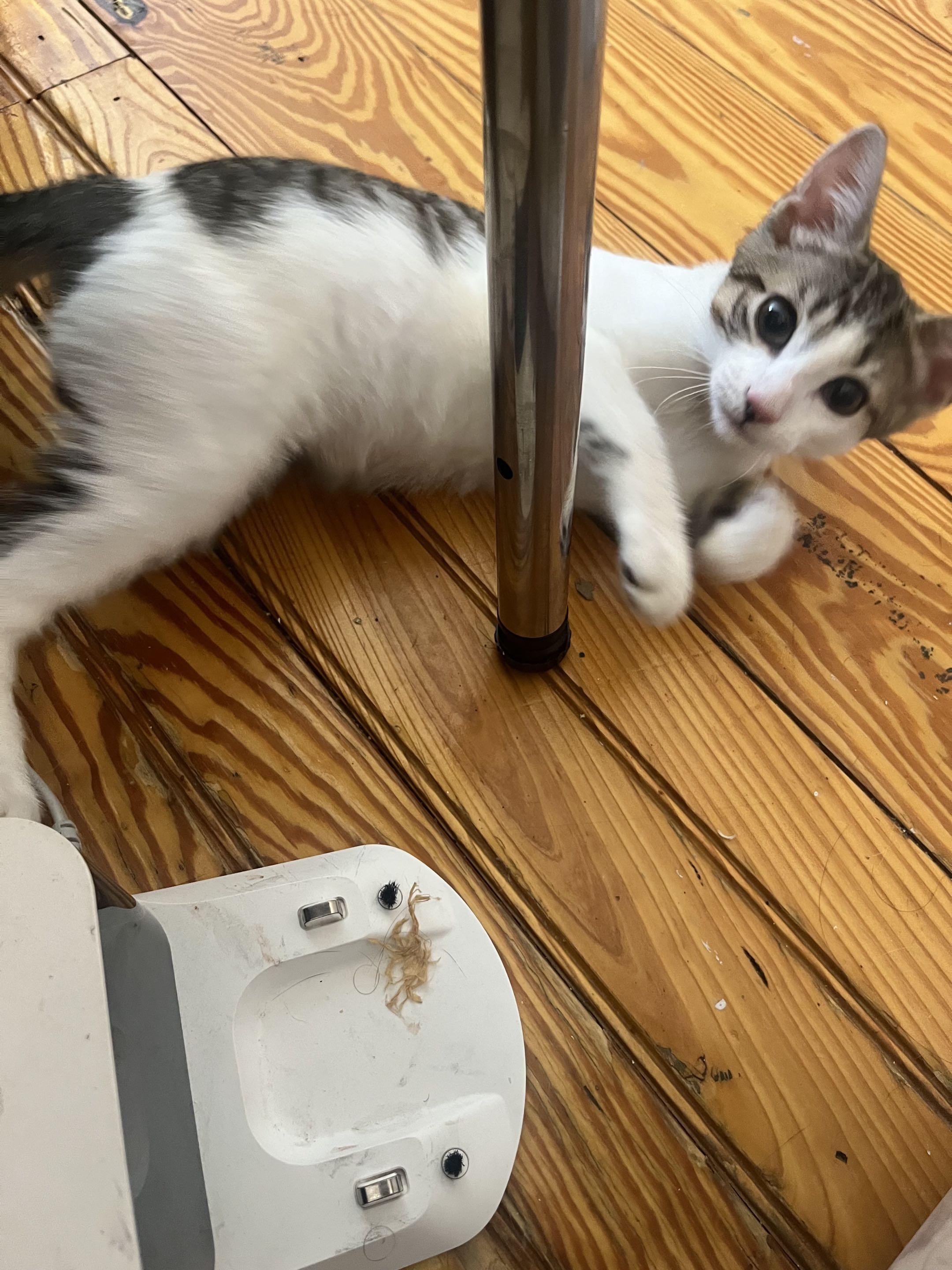 Tiny, a ADOPTABLE Domestic Short Hair in Weehawken, NJ image 4/6