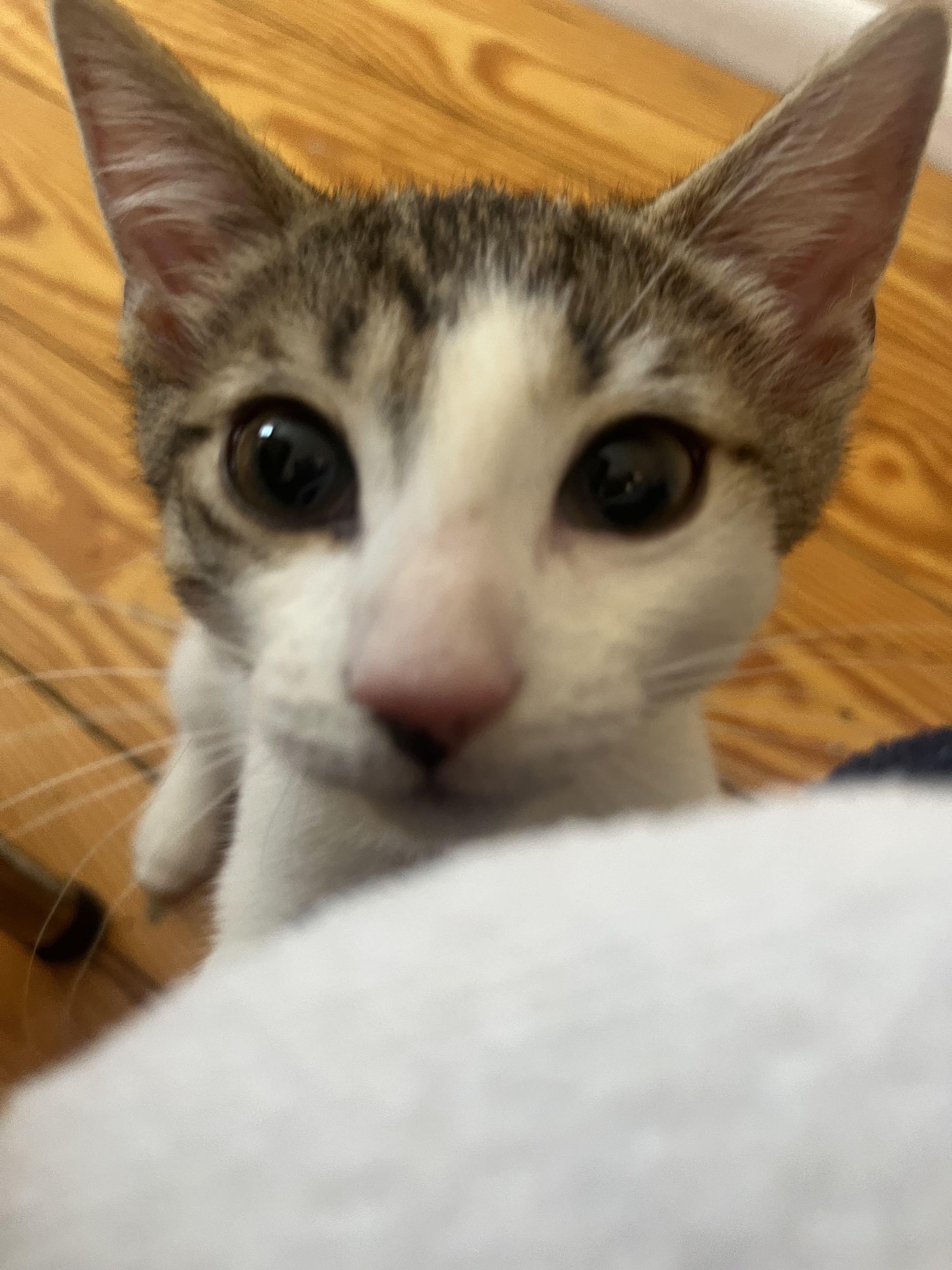 Tiny, a ADOPTABLE Domestic Short Hair in Weehawken, NJ image 3/6