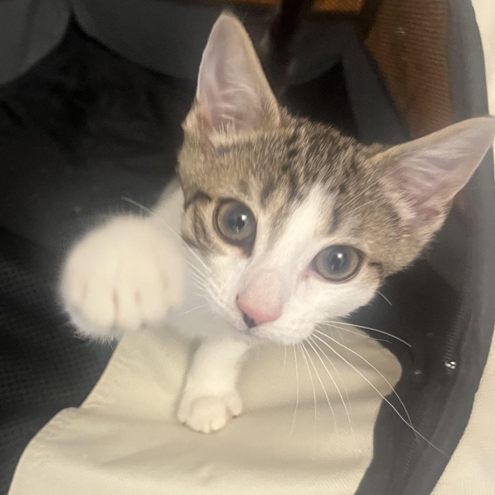 Tiny, ADOPTABLE, Kitten Male Domestic Short Hair.
