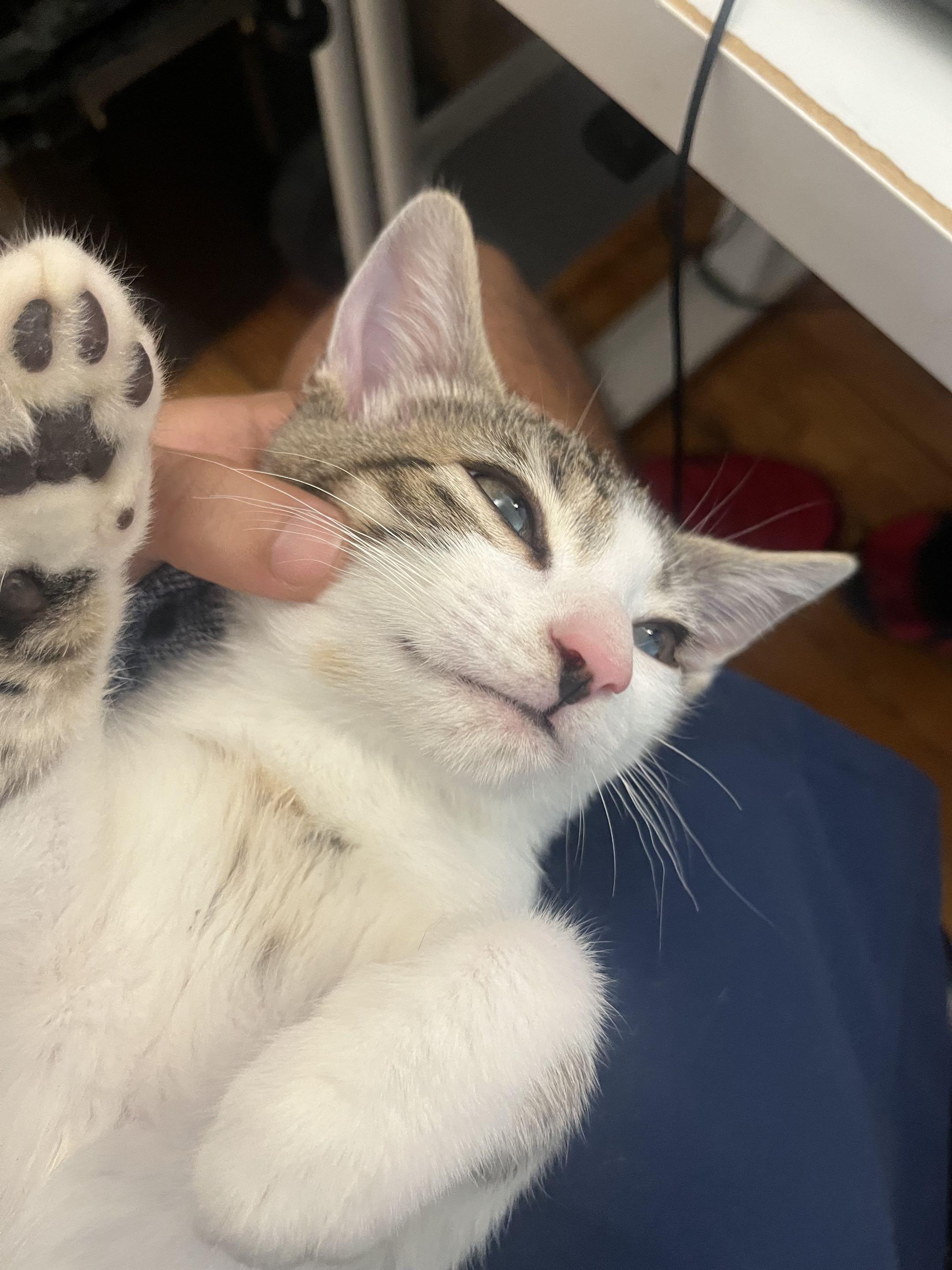 Tiny, a ADOPTABLE Domestic Short Hair in Weehawken, NJ image 6/6