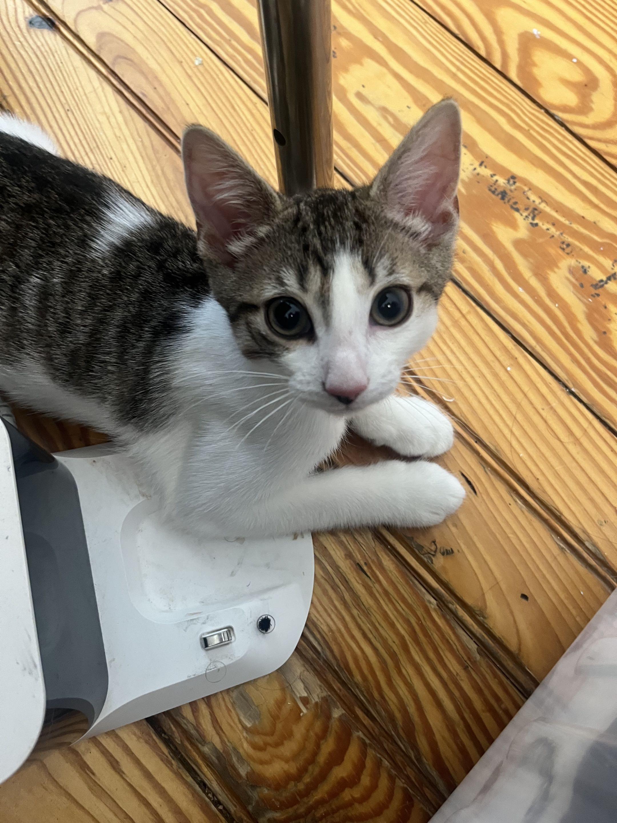 Tiny, a ADOPTABLE Domestic Short Hair in Weehawken, NJ image 5/6