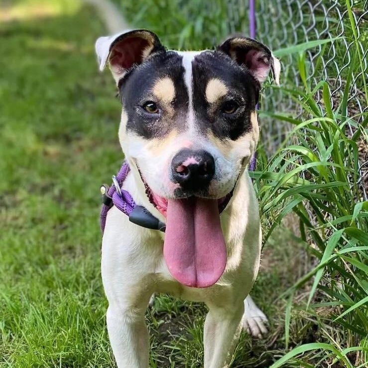 Widget — thumbnail 3