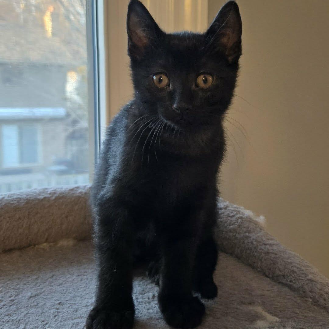 Enlarge Ross - A Gentle, Snuggly & Happy!, a Adoptable Domestic Short Hair in Hamilton, ON image 2/2