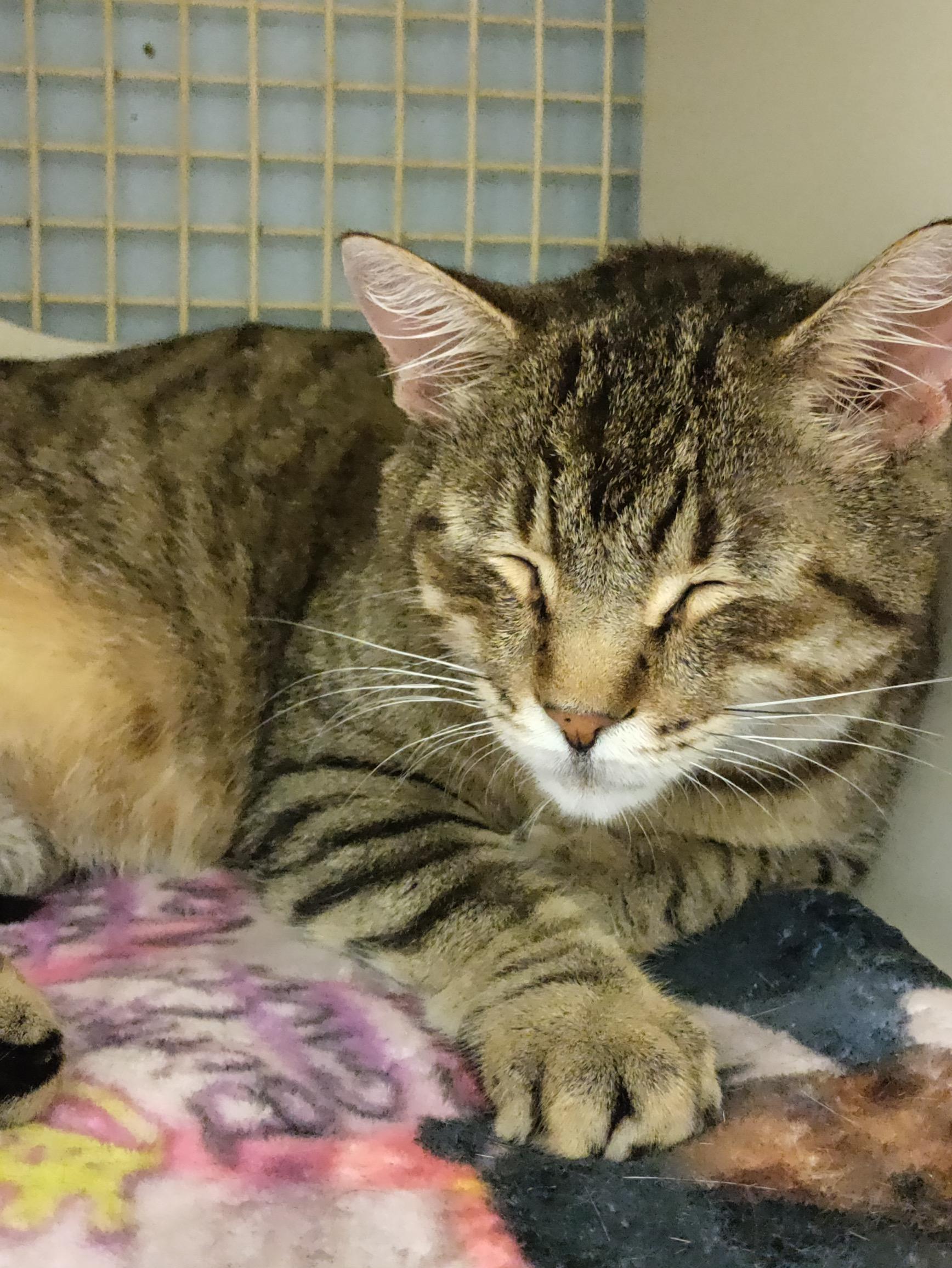 Meow Meow, a Adopted Domestic Short Hair in Huntley, IL image 3/6