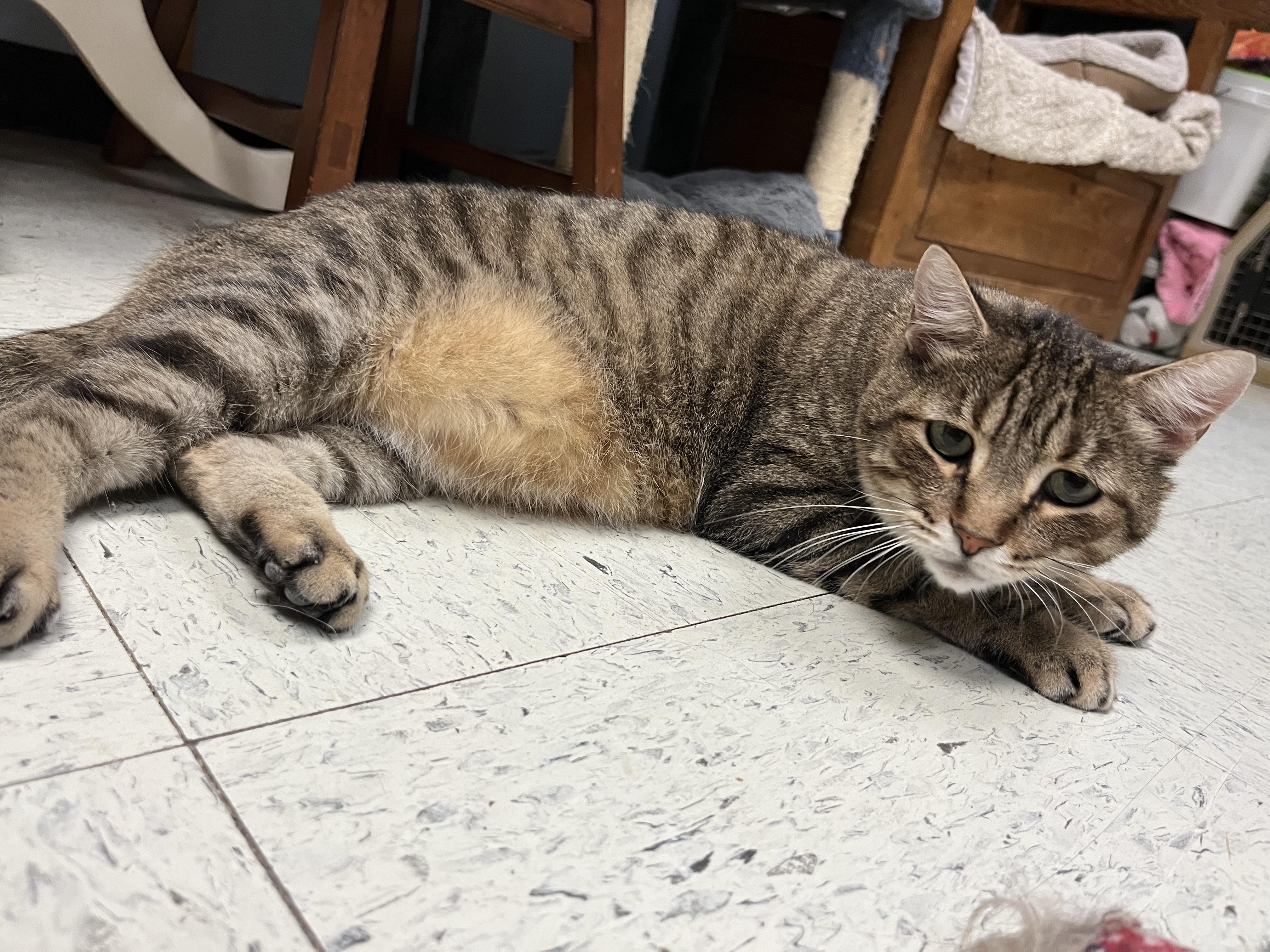 Meow Meow, a Adopted Domestic Short Hair in Huntley, IL image 2/6