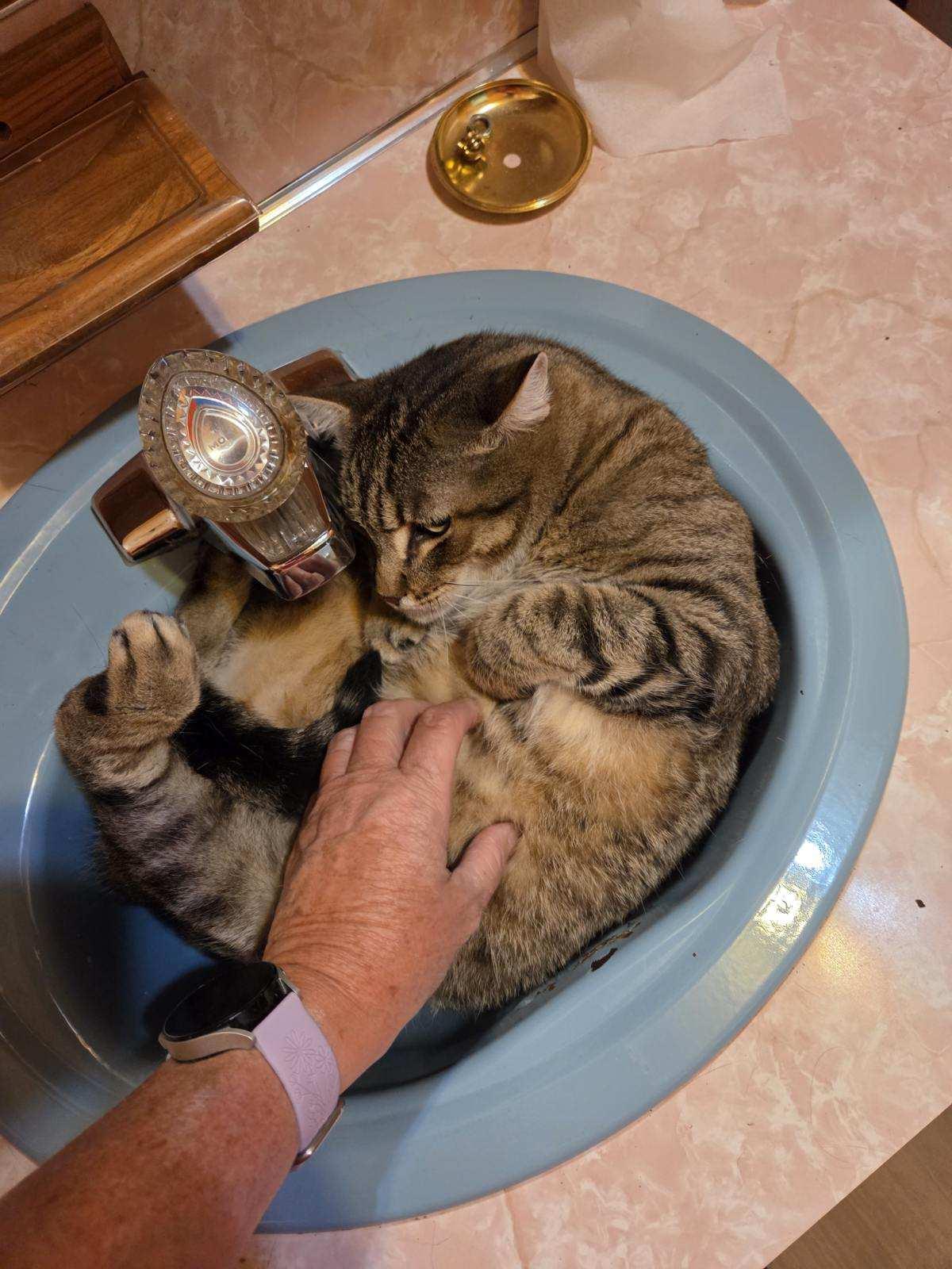 Meow Meow, a Adopted Domestic Short Hair in Huntley, IL image 5/6