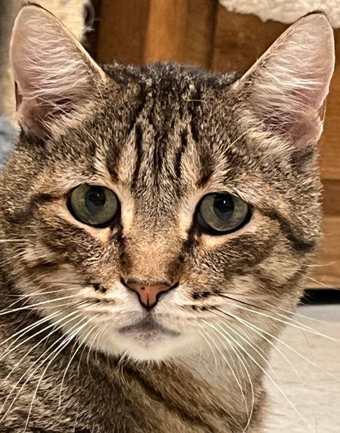 Meow Meow, a Adopted Domestic Short Hair in Huntley, IL image 1/6