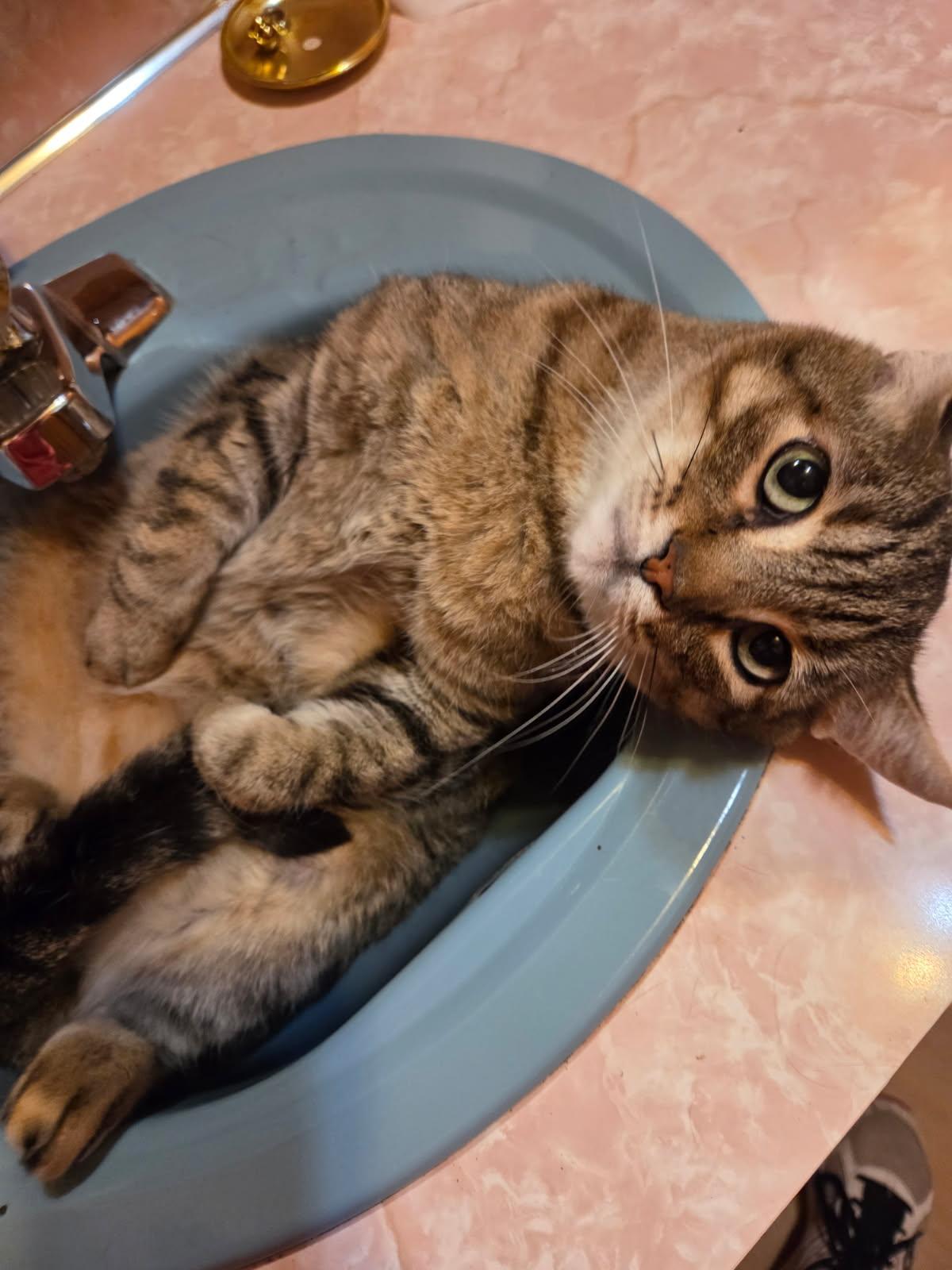 Meow Meow, a Adopted Domestic Short Hair in Huntley, IL image 6/6