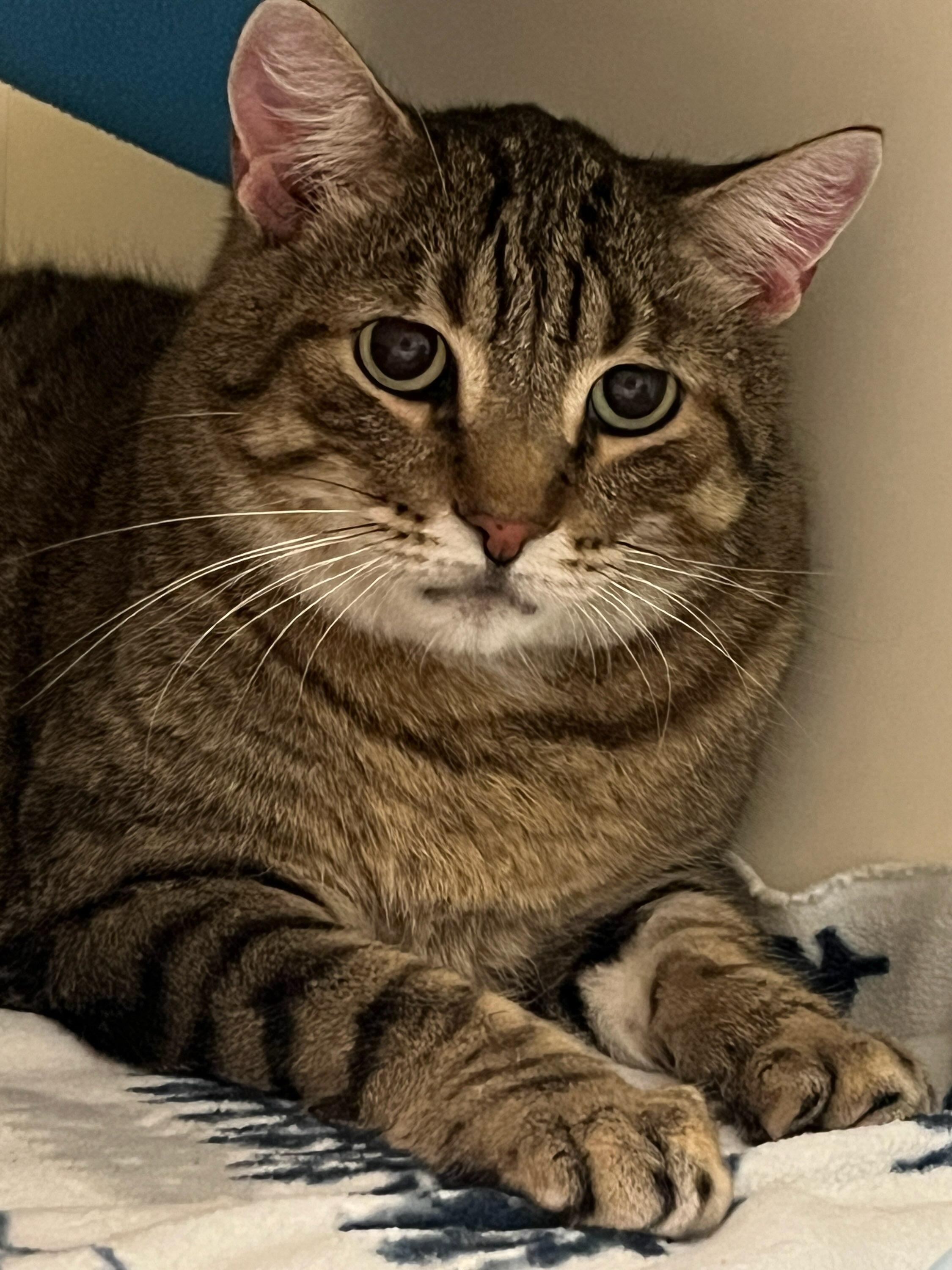 Meow Meow, a Adopted Domestic Short Hair in Huntley, IL image 4/6