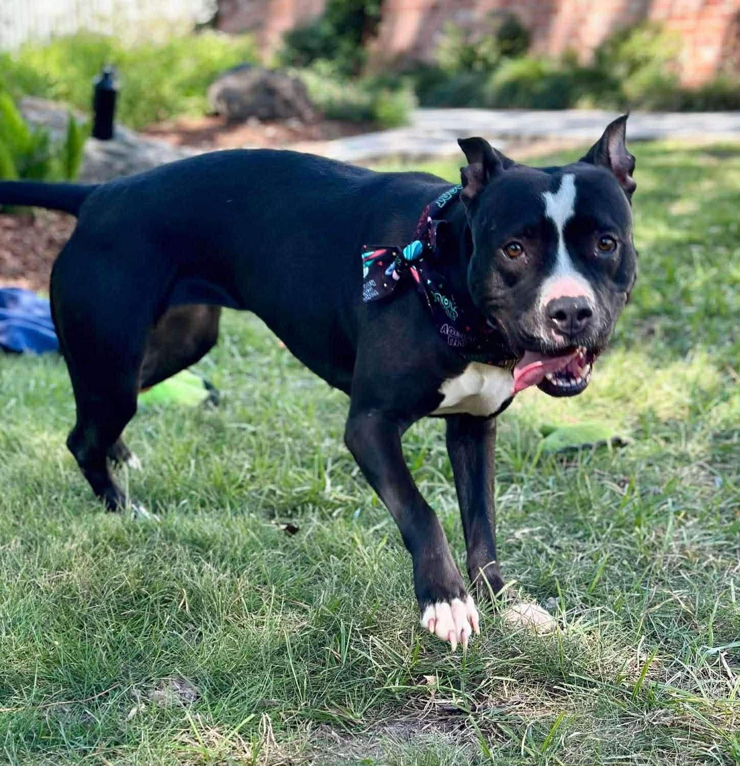 Enlarge Pepper, a Adoptable Pit Bull Terrier in Chambersburg, PA image 4/6