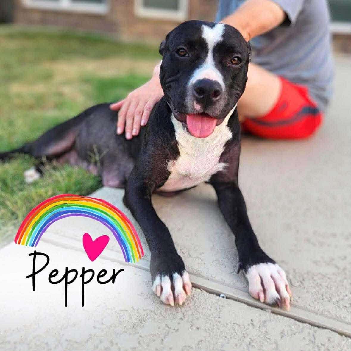 Enlarge Pepper, a Adoptable Pit Bull Terrier in Chambersburg, PA image 6/6