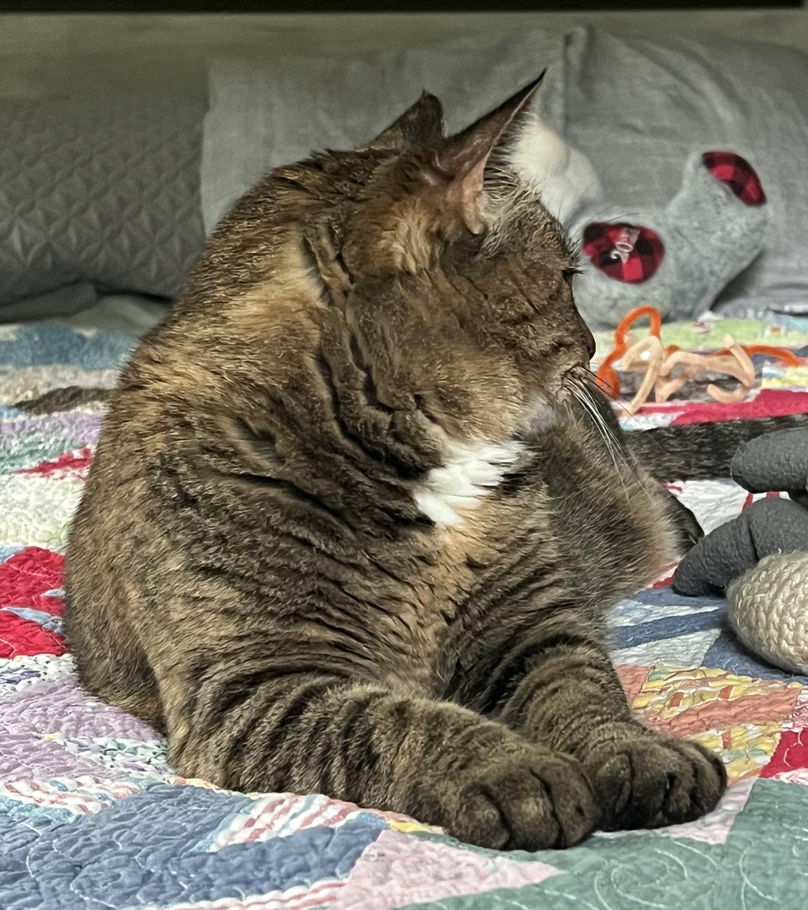 Miss Kitty, Adoptable, Adult Female Domestic Short Hair & Torbie.