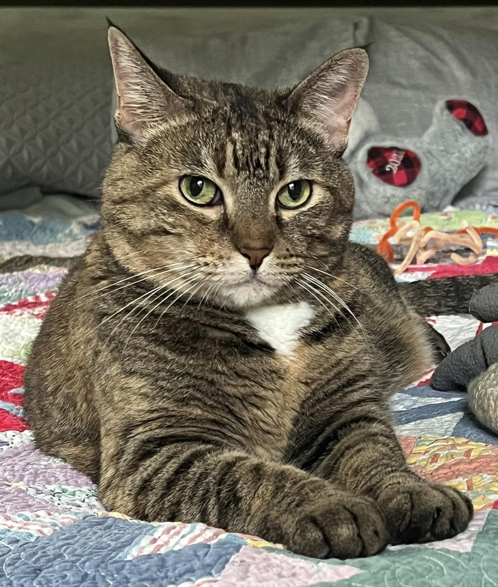 Enlarge Miss Kitty, a Adoptable mixed breed in Shawnee, KS image 2/3