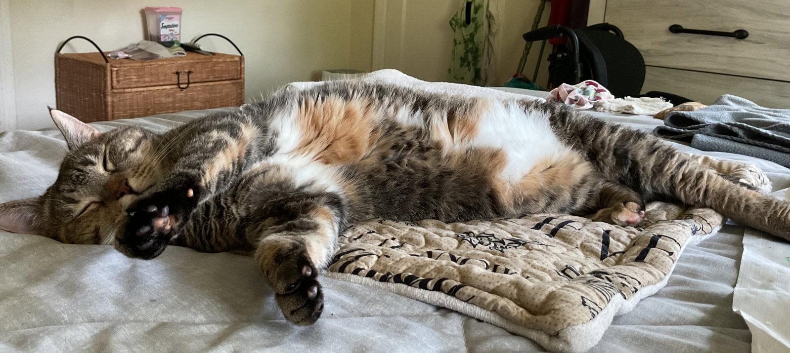 Enlarge Miss Kitty, a Adoptable mixed breed in Shawnee, KS image 3/3
