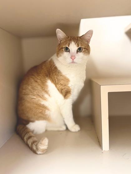 Enlarge Delilah, a ADOPTABLE Domestic Short Hair in Quincy, IL image 1/1