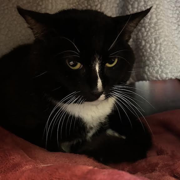 Ares, Adoptable, Senior Male Domestic Short Hair.