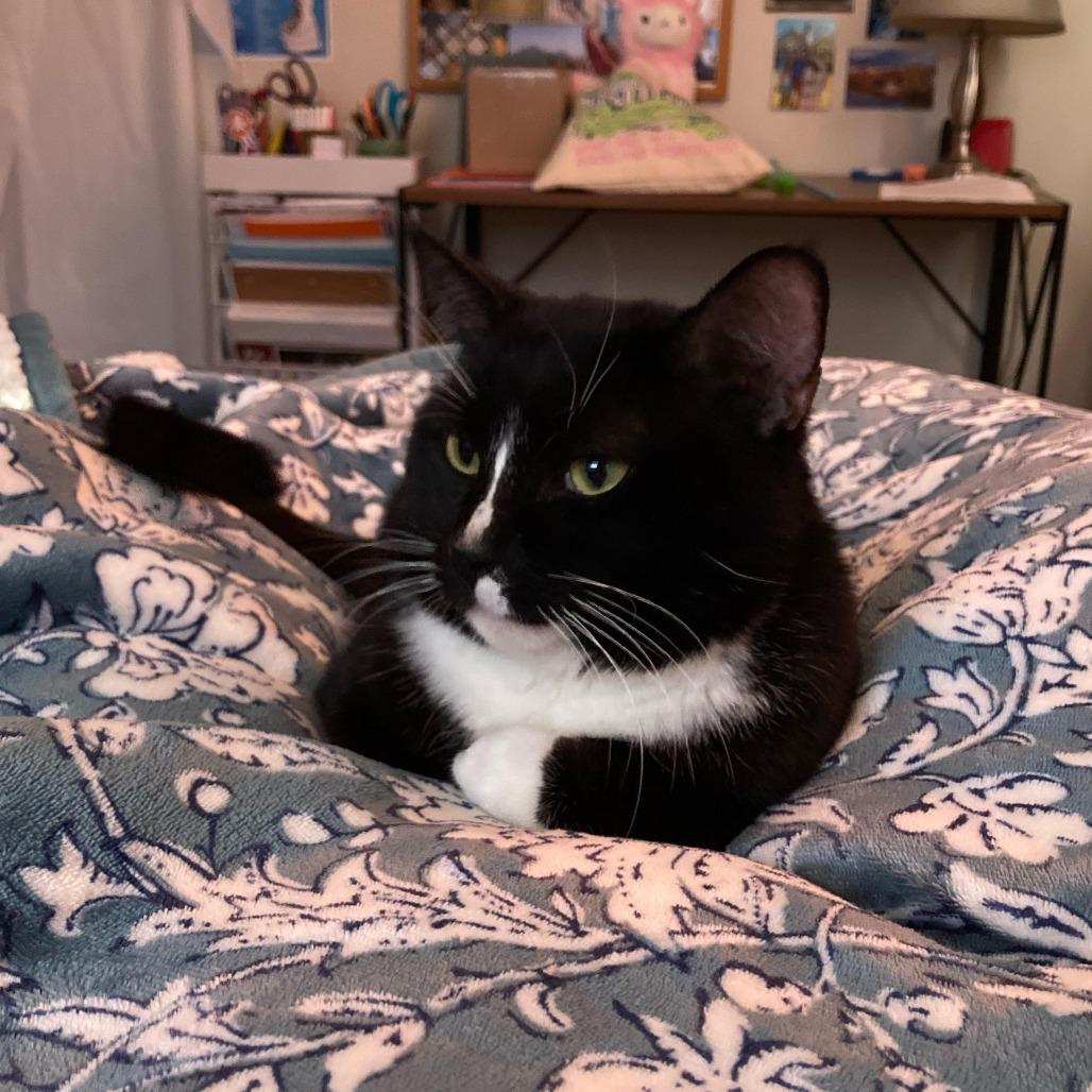 Ares, a Adoptable Domestic Short Hair in Charlottesville, VA image 2/6