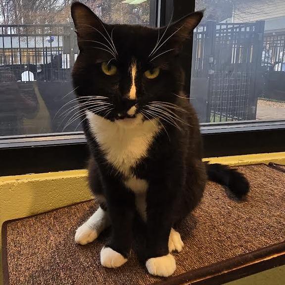 Ares, a Adoptable Domestic Short Hair in Charlottesville, VA image 3/6