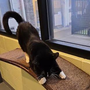 Ares, a Adoptable Domestic Short Hair in Charlottesville, VA image 4/6