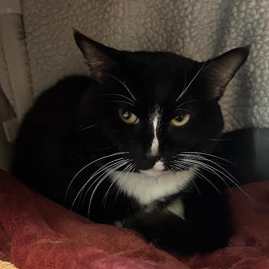 Ares, a Adoptable Domestic Short Hair in Charlottesville, VA image 5/6