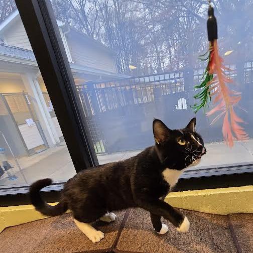 Ares, a Adoptable Domestic Short Hair in Charlottesville, VA image 6/6