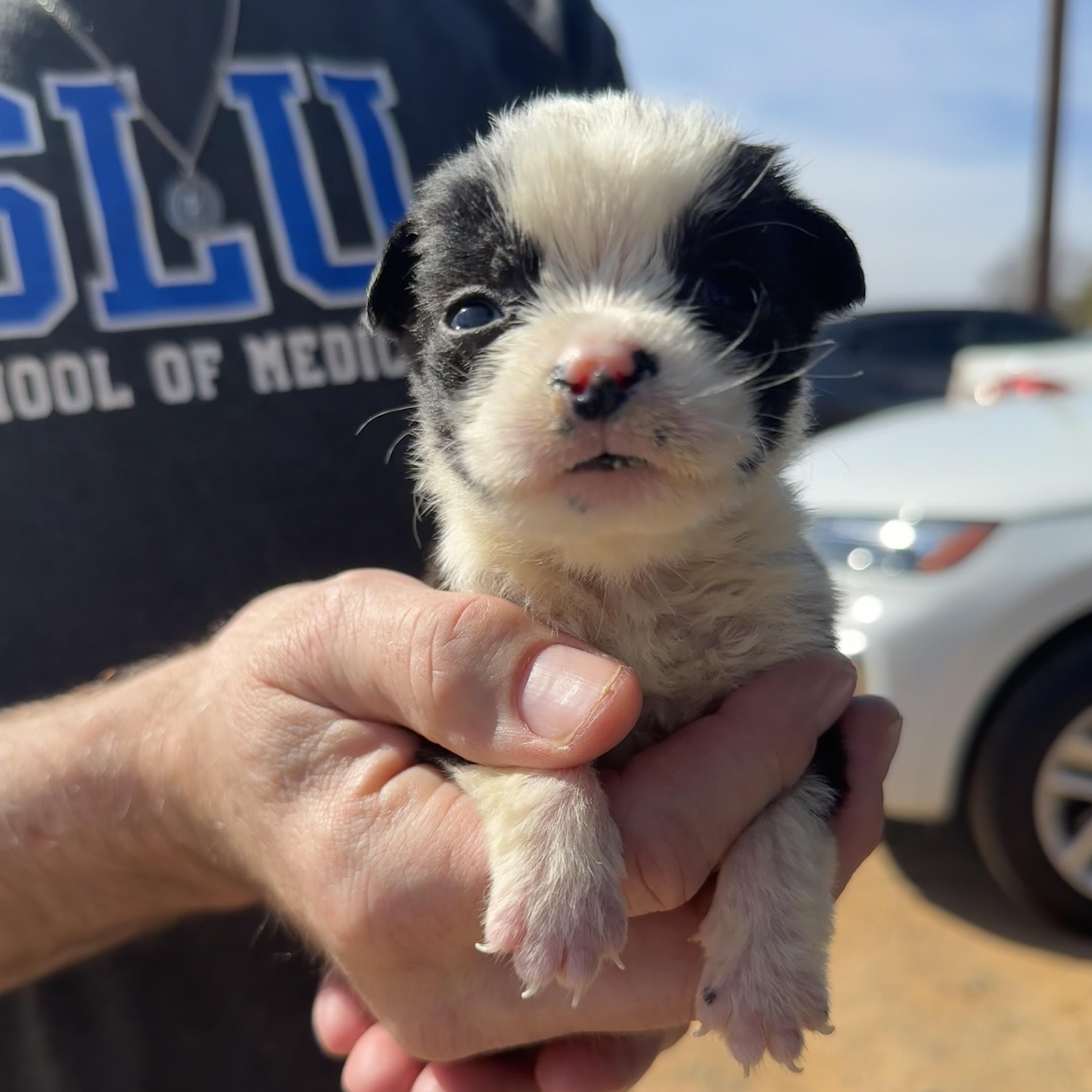 Beanie Babies — thumbnail 2