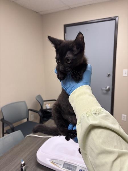 Dozer, Adoptable, Kitten Male Domestic Short Hair.