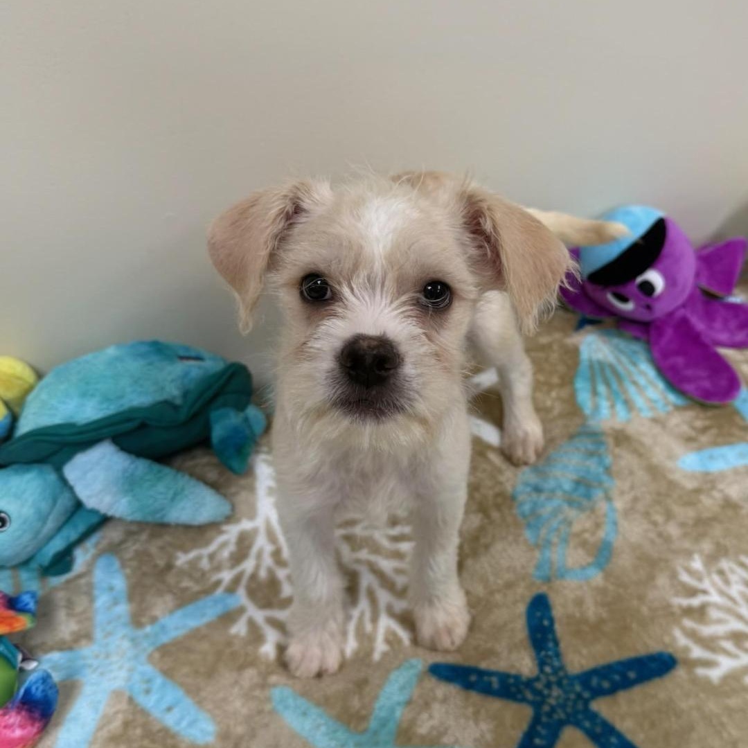Enlarge Cruise, an adopted mixed breed in Greensburg, PA image 1/3