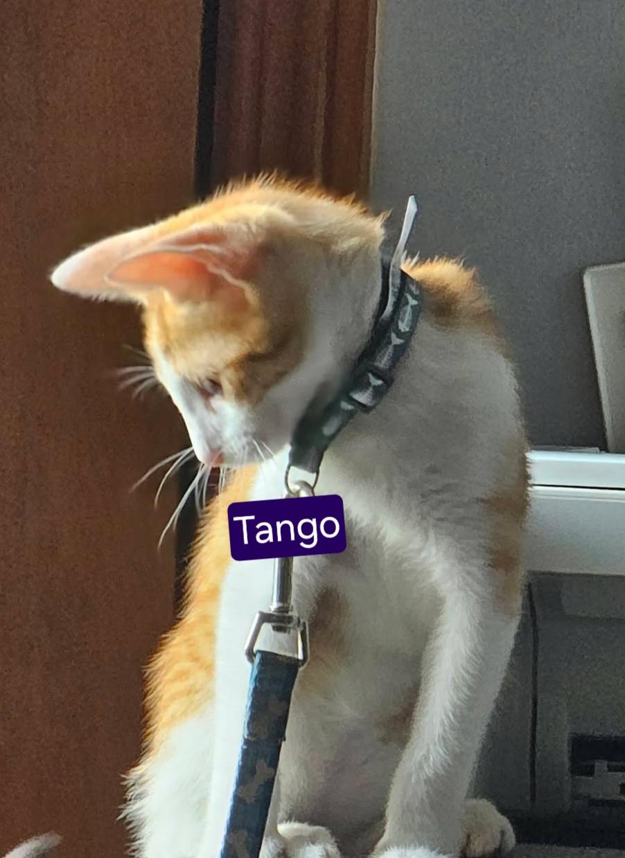 Enlarge Tango, a Adoptable mixed breed in Mexico, MO image 1/4