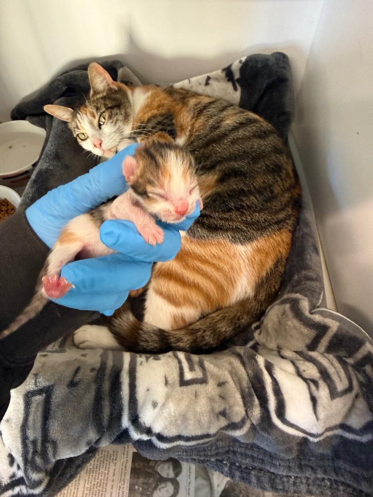 Tulip, Adoptable, Kitten Female Domestic Short Hair.