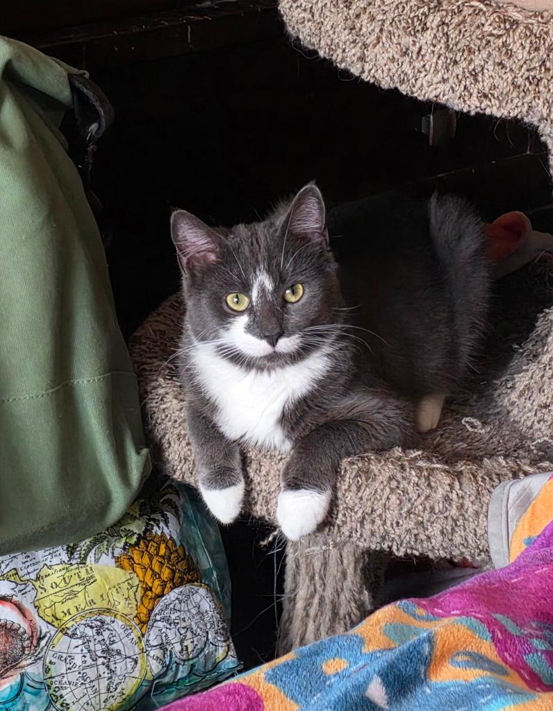 Lady Grey, Adoptable, Young Female Domestic Short Hair.