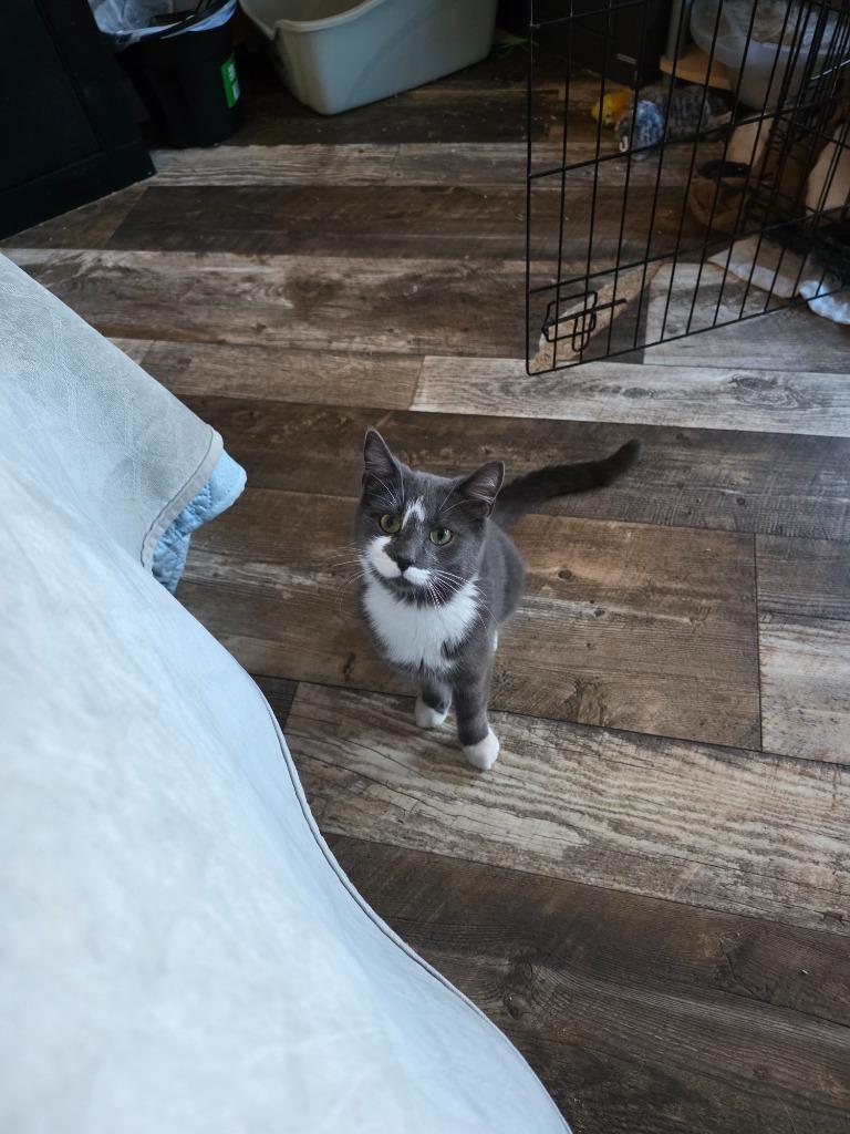 Lady Grey, a Adoptable mixed breed in Shell Lake, WI image 2/3