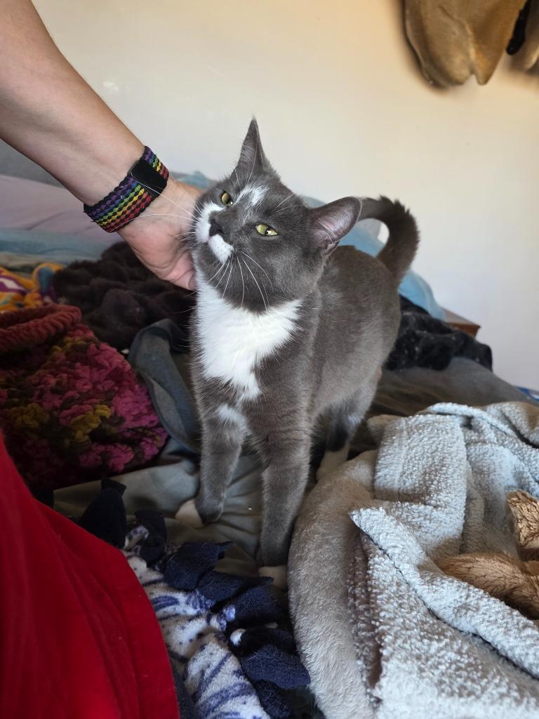 Lady Grey, a Adoptable mixed breed in Shell Lake, WI image 3/3