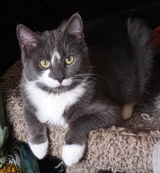 Lady Grey, Adoptable, Young Female Domestic Short Hair.