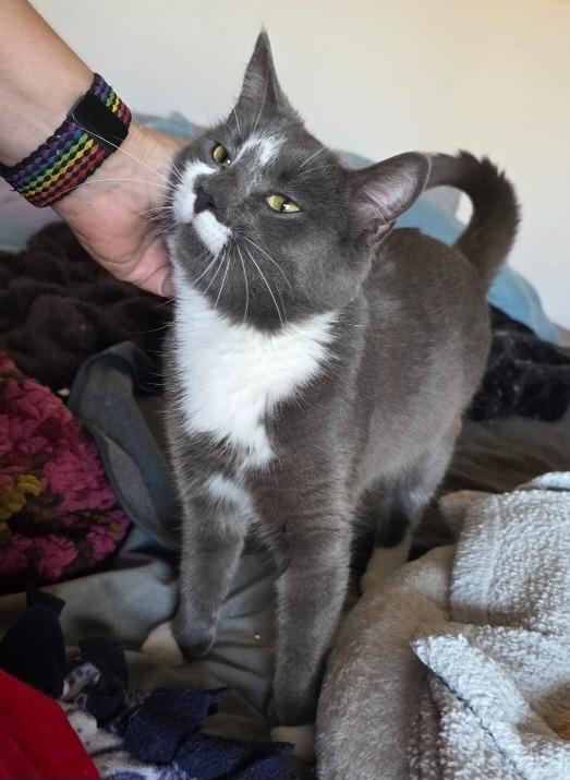 Lady Grey, a Adoptable mixed breed in Shell Lake, WI image 2/3