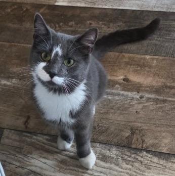 Lady Grey, a Adoptable mixed breed in Shell Lake, WI image 3/3