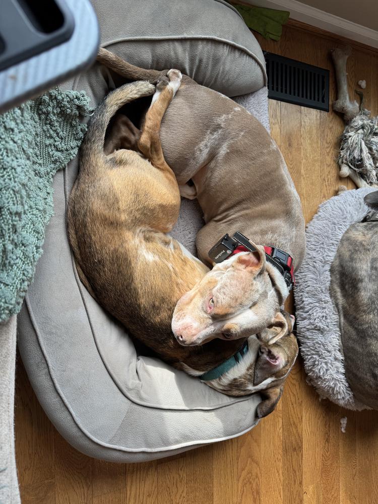 Enlarge Thumper, a Adoptable mixed breed in Washington, DC image 1/3