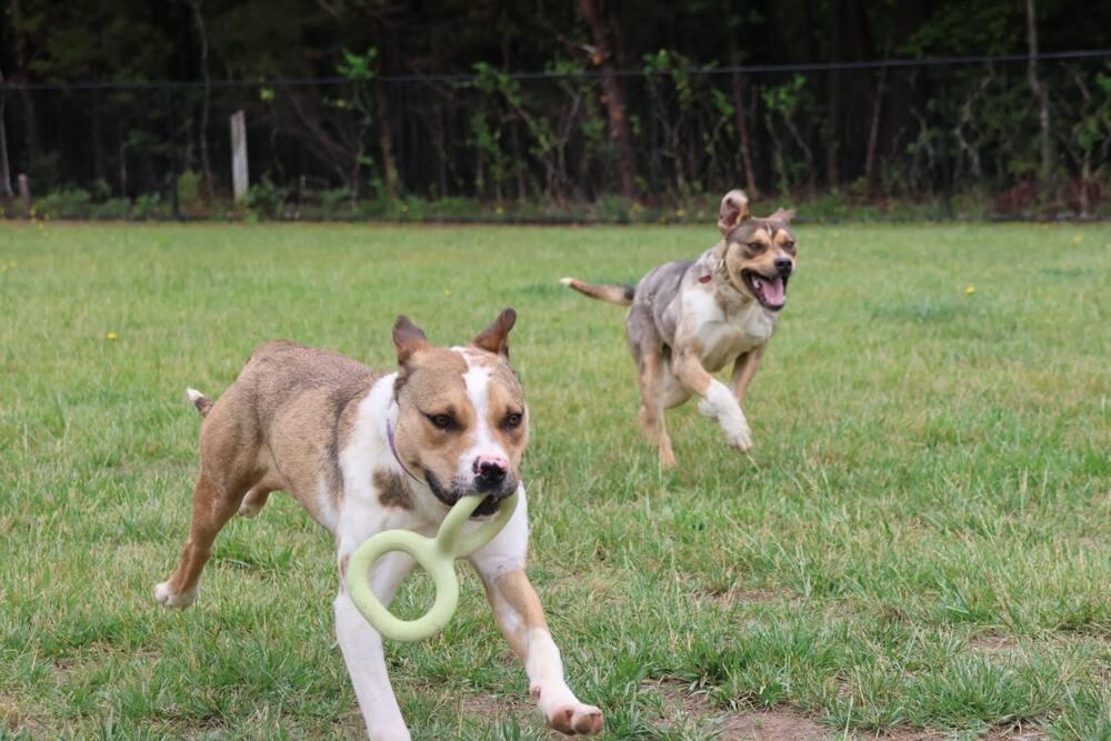 Thumper, a Adoptable mixed breed in Washington, DC image 2/5