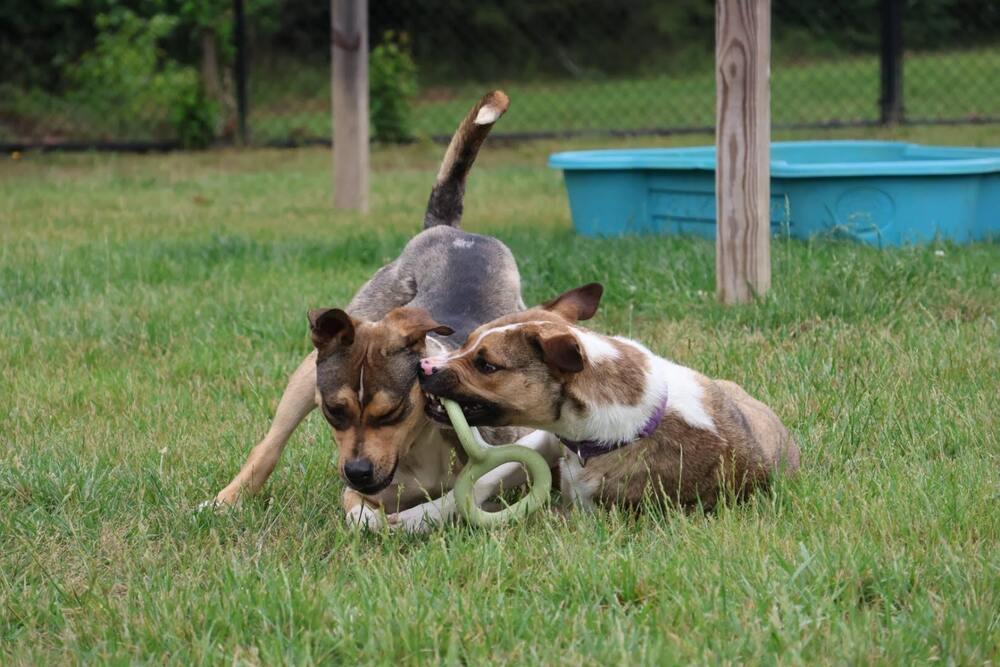 Thumper, a Adoptable mixed breed in Washington, DC image 3/5