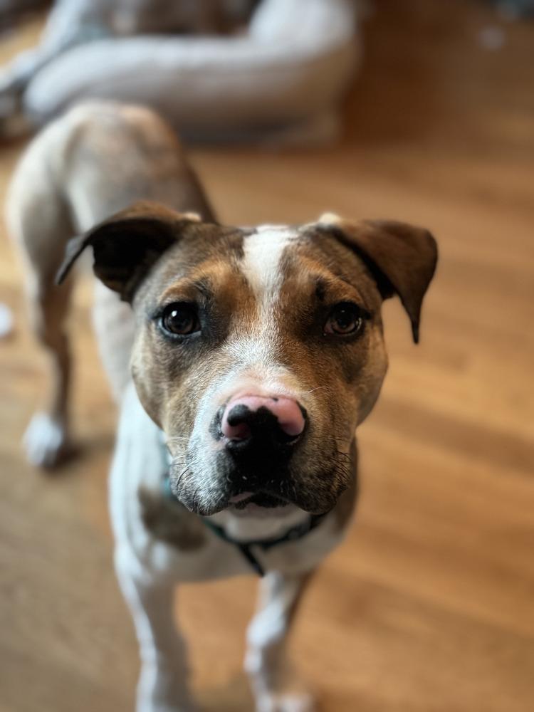 Enlarge Thumper, a Adoptable mixed breed in Washington, DC image 2/3