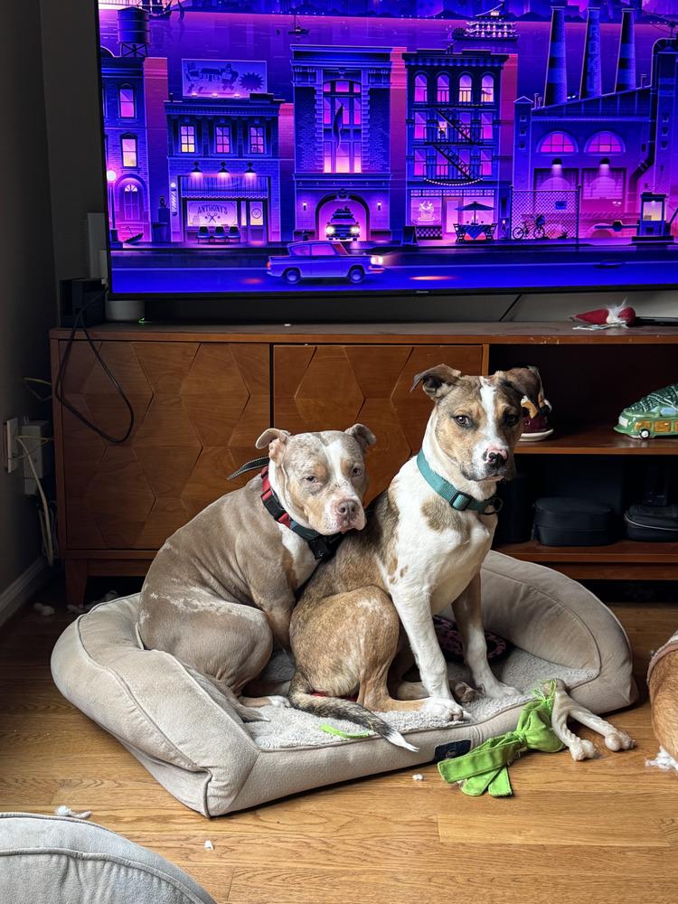 Enlarge Thumper, a Adoptable mixed breed in Washington, DC image 3/3